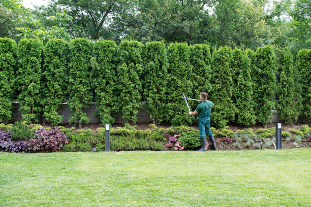 Professional  Tree Services in New Market, MD