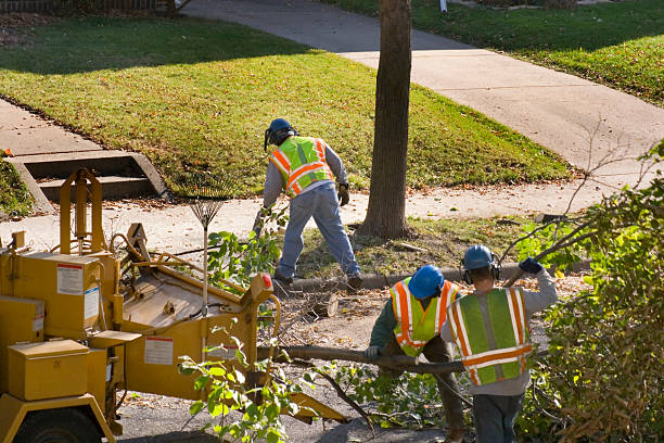 How Our Tree Care Process Works  in  New Market, MD