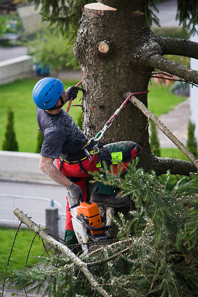 Best Root Management and Removal  in New Market, MD